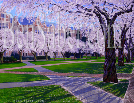 Cherry blossoms at the University of Washington Picture